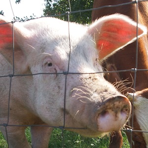 人間の食物連鎖の位置「豚」レベルだった 176カ国食品の摂取量から判明