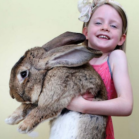 世界最大のウサギが幼女よりデケえ 20kg超のリアルミッフィーが恐い…