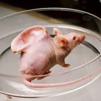 STAP細胞教授の研究「恐すぎ」と話題 背中に人間の耳があるネズミを育成