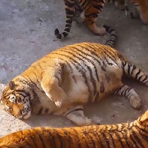 デブすぎる虎たちの写真、海外で大きな話題 中国の動物園で激太りタイガー続出の意外な理由とは
