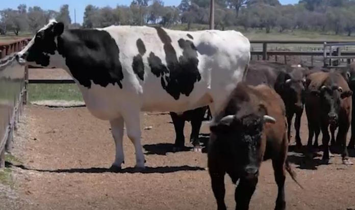 普通の牛より2倍巨大な牛、大きすぎて焼肉まぬがれる 他の牛が仔牛に見えるほどデカい！