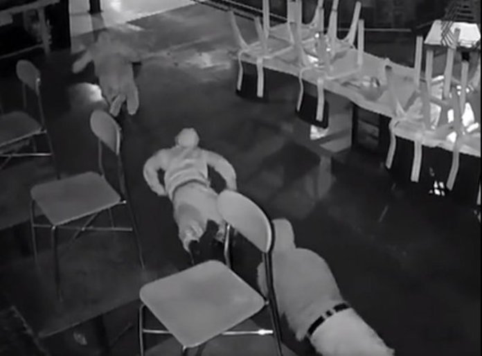 地を這う強盗団「ミミズギャング」逮捕 防犯カメラに映らないよう床をクネクネ移動が特技