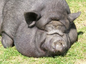「NINOO」という名前の豚さん。可愛い！