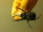 カブトムシ