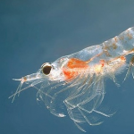 ebi