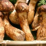 マツタケアイキャッチ