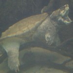 ワニガメアイキャッチ