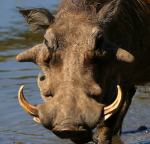 buta