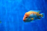 A hybrid specis of cichlid swimming in public aquarium.