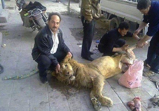 シリアではライオンも人も悲惨な状況が続いている。