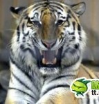 tora 2