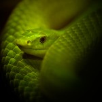 Green Mamba