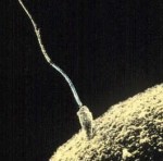 Sperm-egg 2