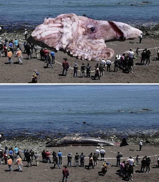 ※下のクジラの写真を合成して、巨大イカ打ち上げられ写真が作られた。