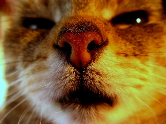 ※僕らの鼻に、あまりに救いがない話なのでかわいい猫ちゃんの鼻の写真にしてみました。