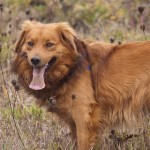dog 2