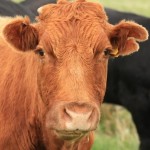 cow 2