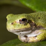 frog 2