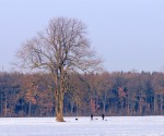 Walking the Dogs