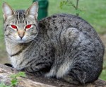 normal_red_eye_cat