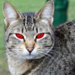 normal_red_eye_cat 2