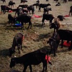 Gadhimai 2