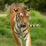 china-tiger-icon
