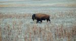 buffalo-00
