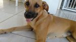 dog-01