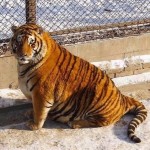 fat-tiger