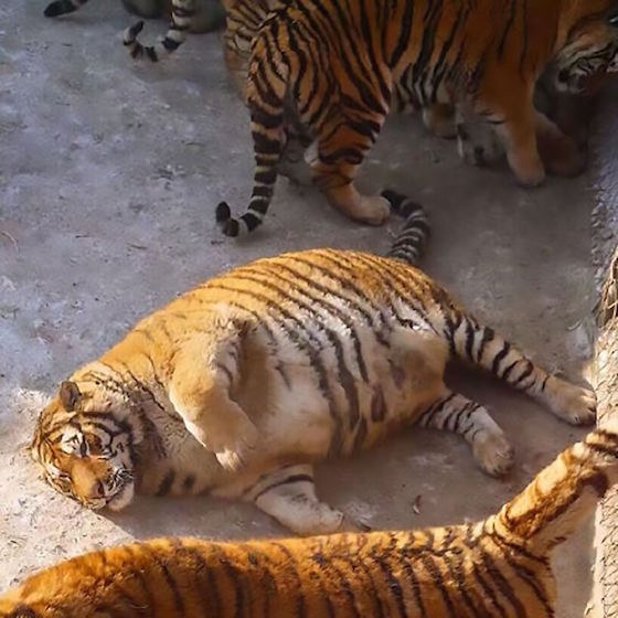 太りすぎ虎イメージ