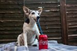dog-cola-health-01
