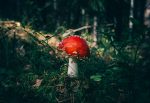 mushroom-infection-01