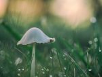 mushroom-infection-02