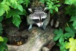 racoon-02
