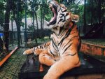 tiger-russia-01