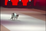 猫_ファッションショー_00