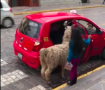 ラマ(リャマ)-ペルー-01