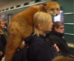 ロシアで肩にキツネ乗せた女性03