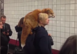 ロシアで肩にキツネ乗せた女性01