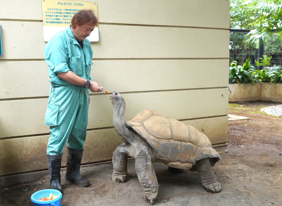 60歳をこえるアルダブラゾウガメ、名前はナンバーファイブ。